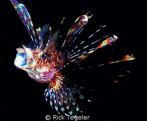 Lionfish... Kulau... East New Britain, PNG. by Rick Tegeler 